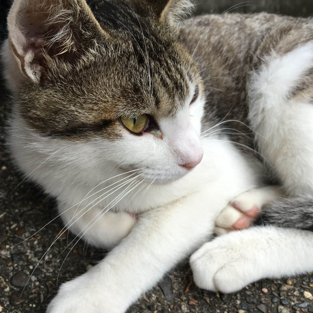 みけねこ