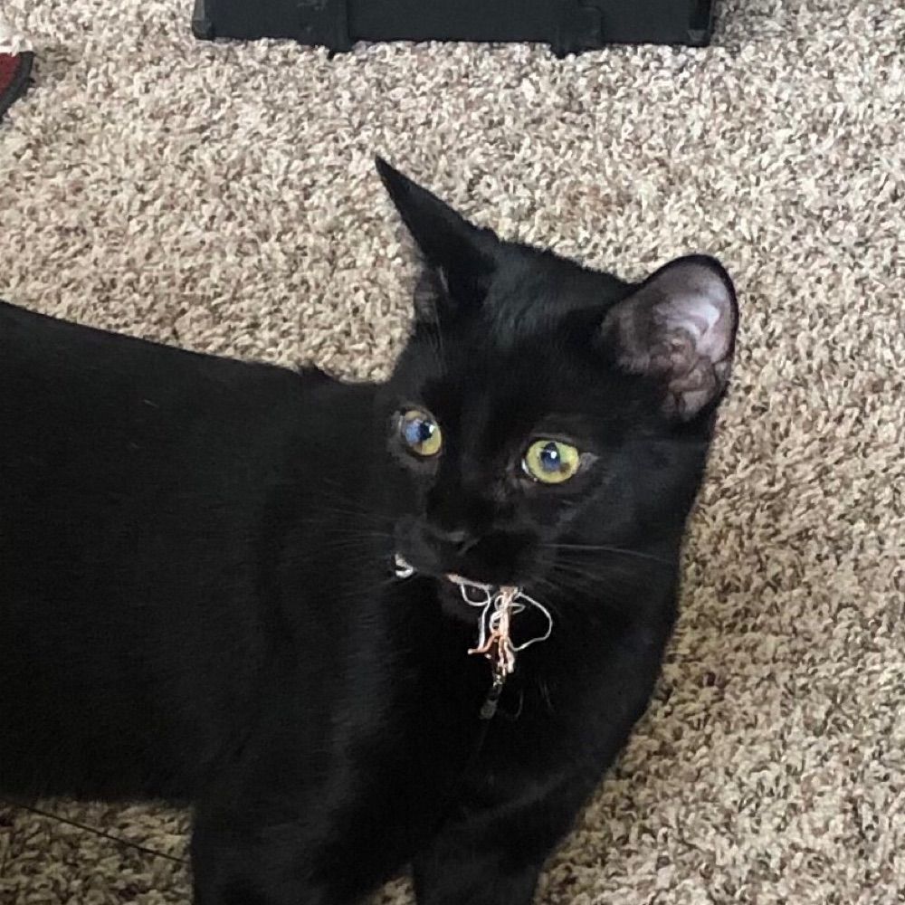 Secret Tabby