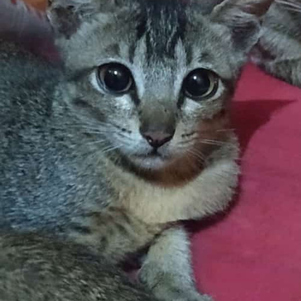 Ninaninuuu