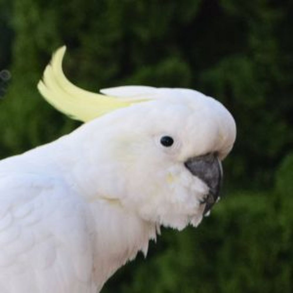Cacatua_Galerita
