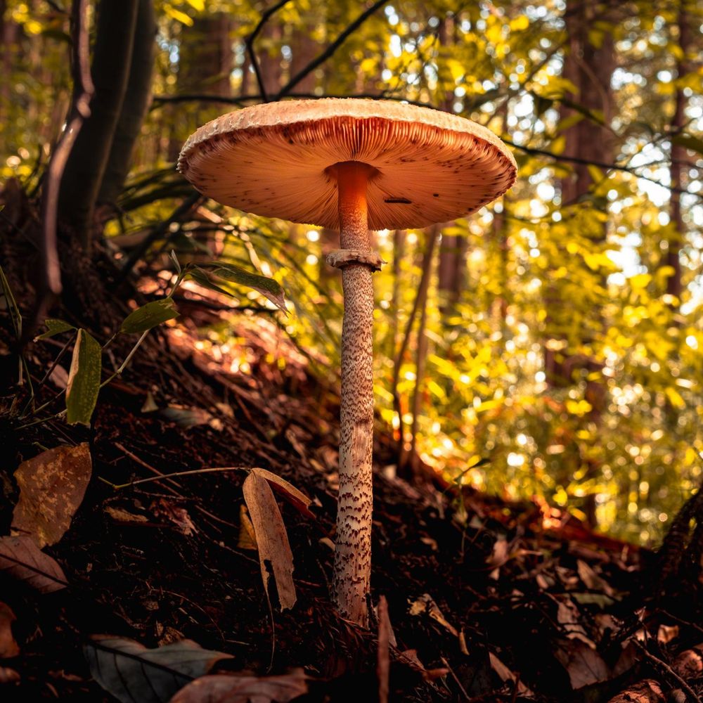 Profile picture mushroomforest.bsky.social