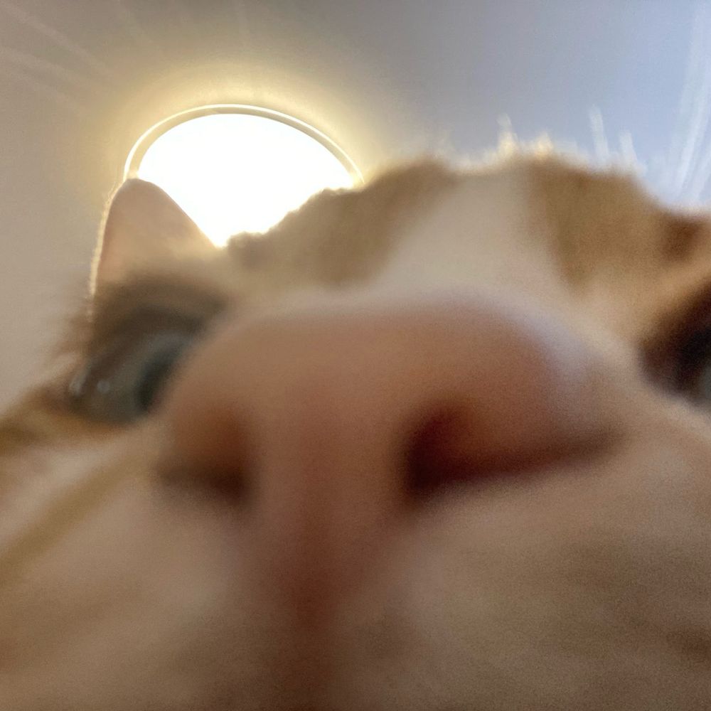 逆猫