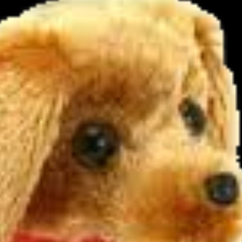 Capy