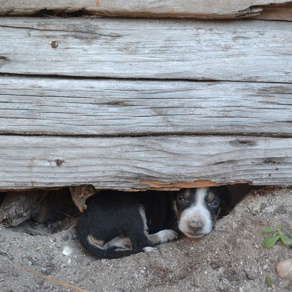 The Dogs of Celestún
