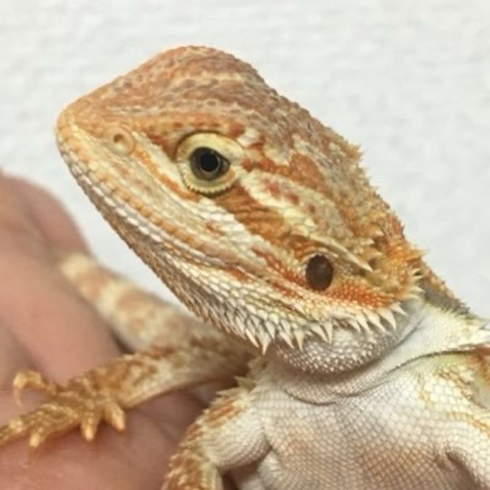 カルマ