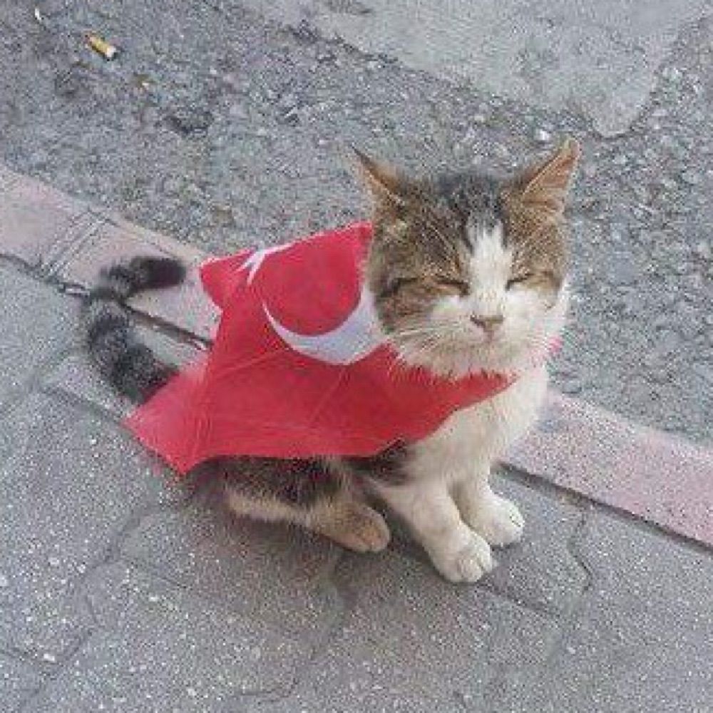 Laik Gatto