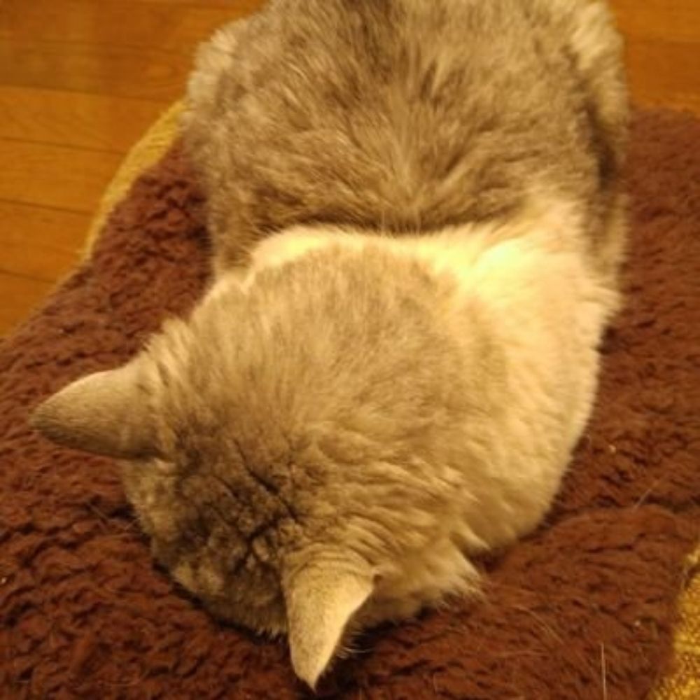うぱ