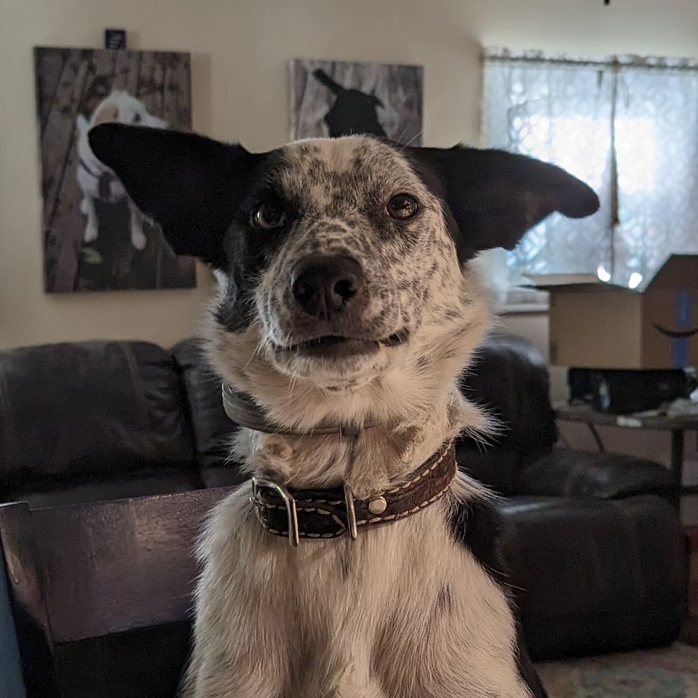 Jack