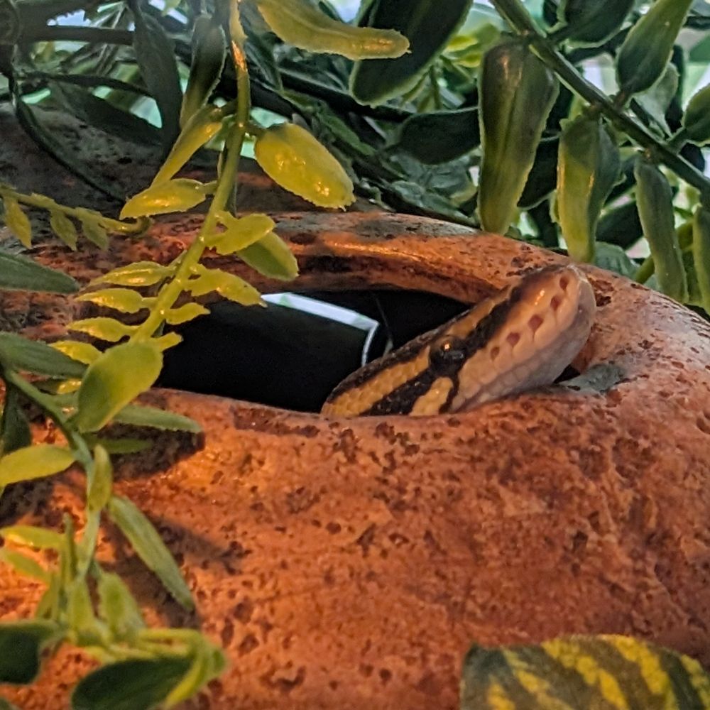 Atlas the Ball Python