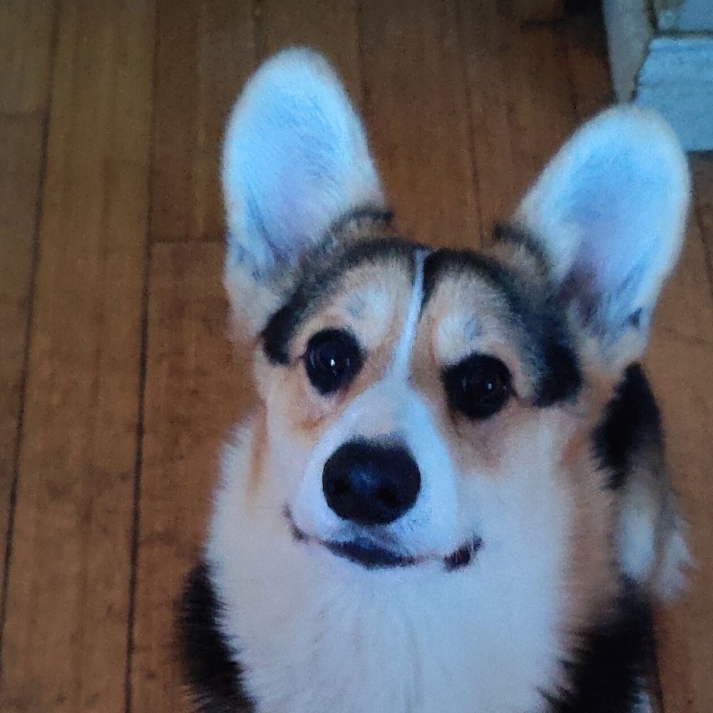 Ricochet the Corgi