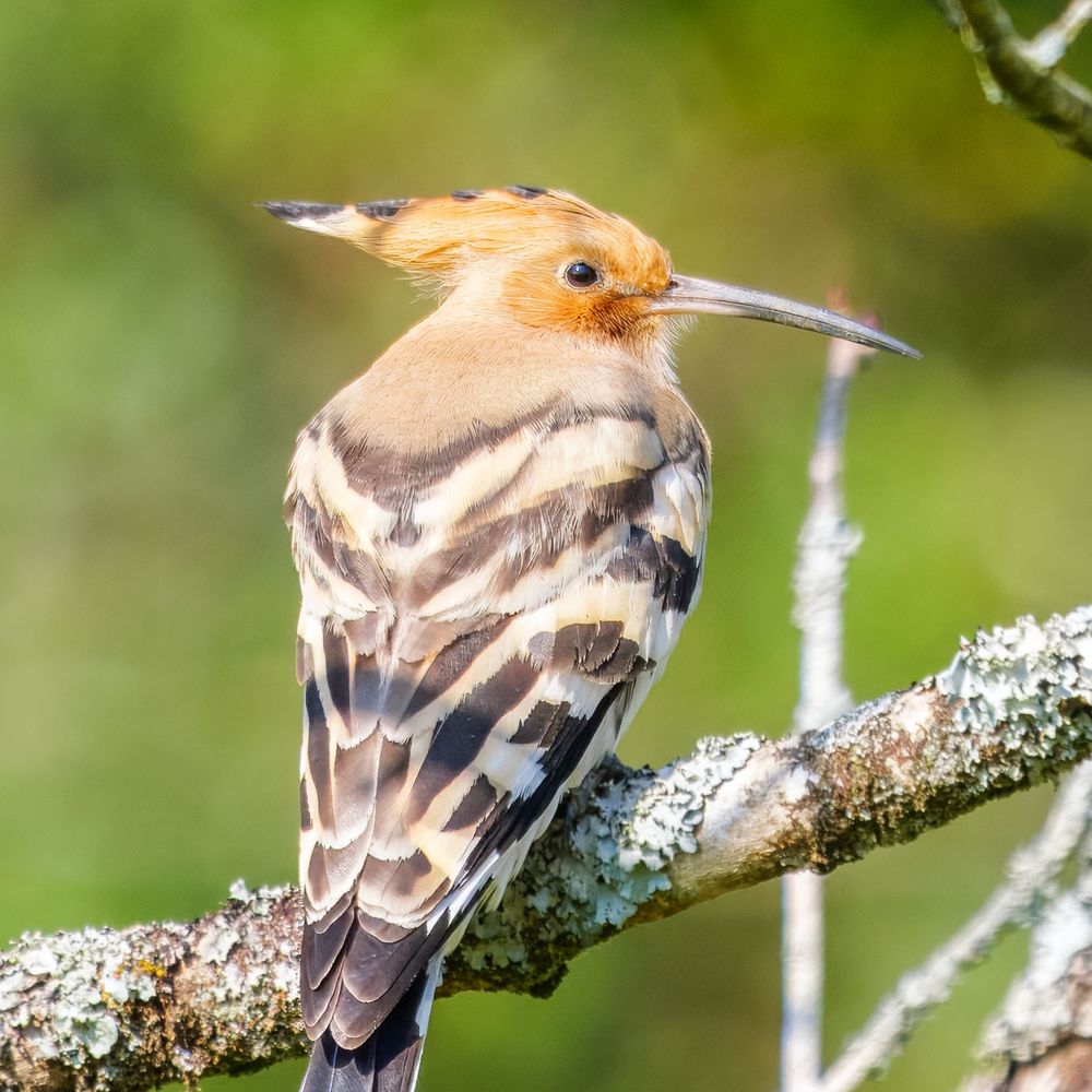Ireland's Wildlife