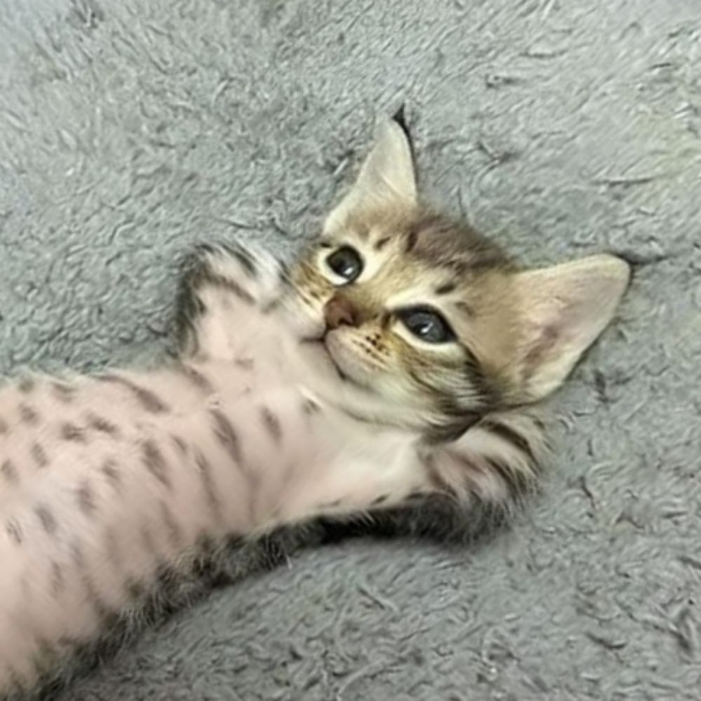 이타봄