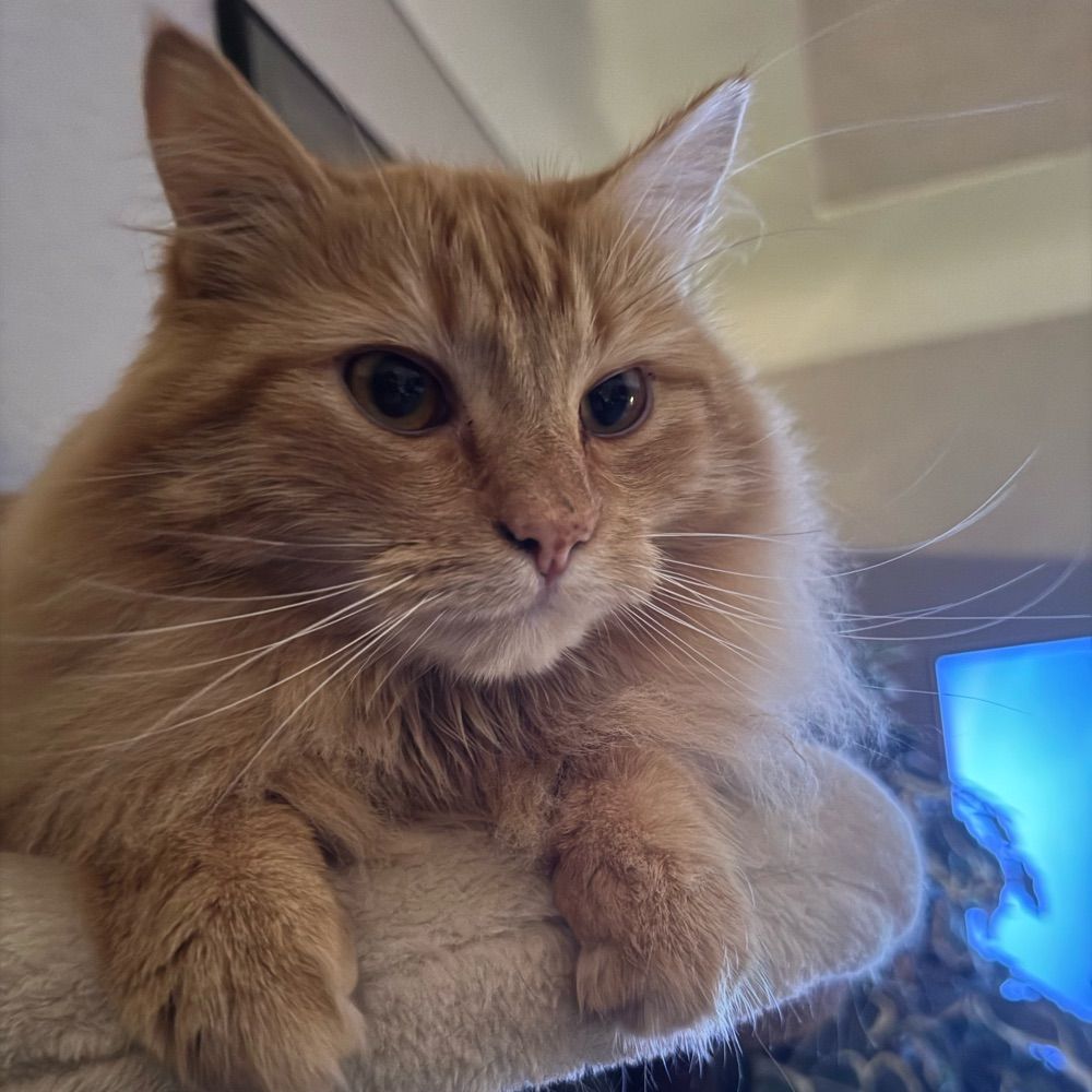 Angel