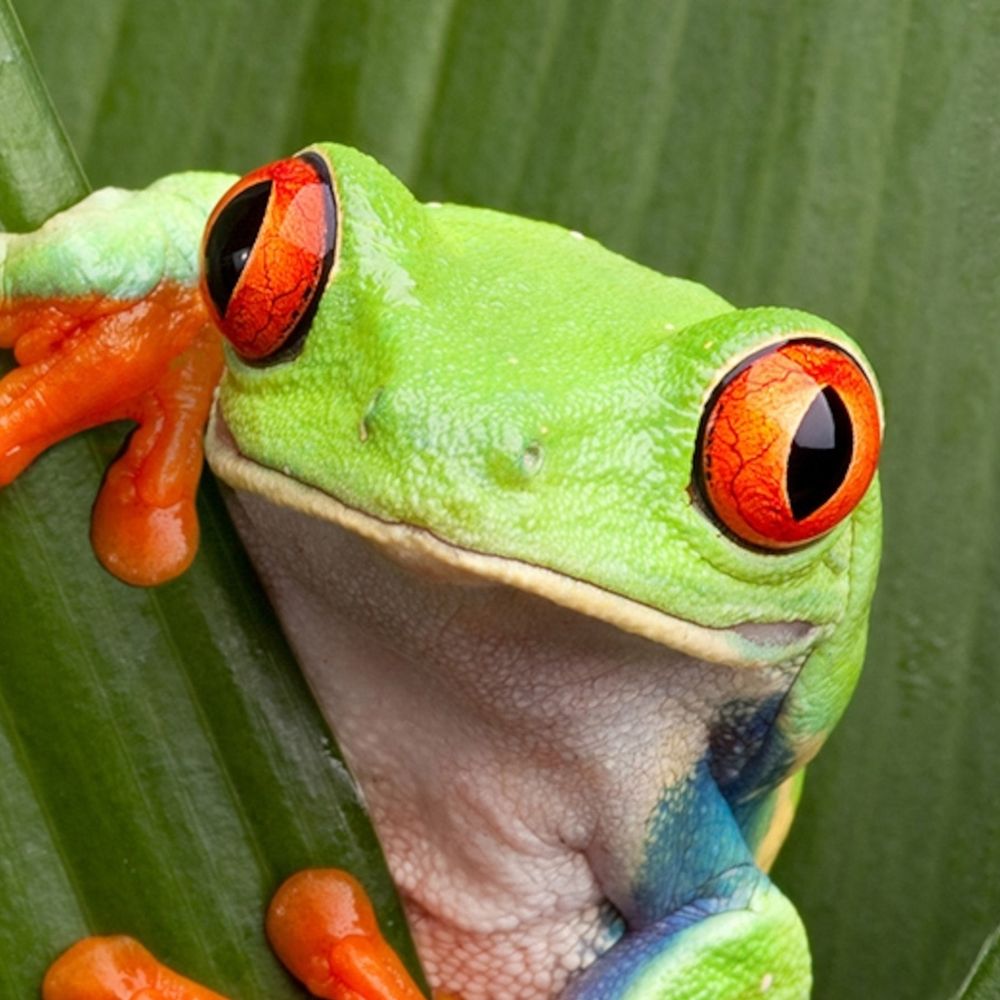 Frog