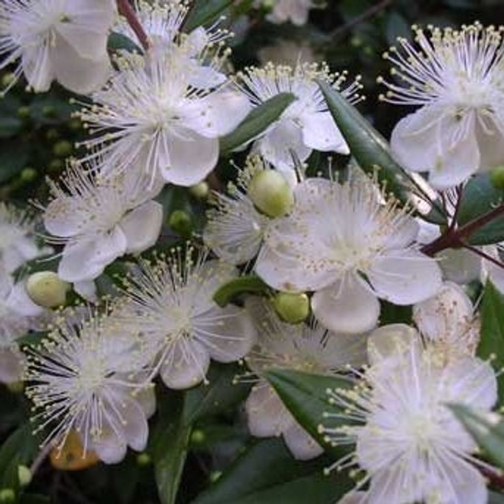 White Myrtle