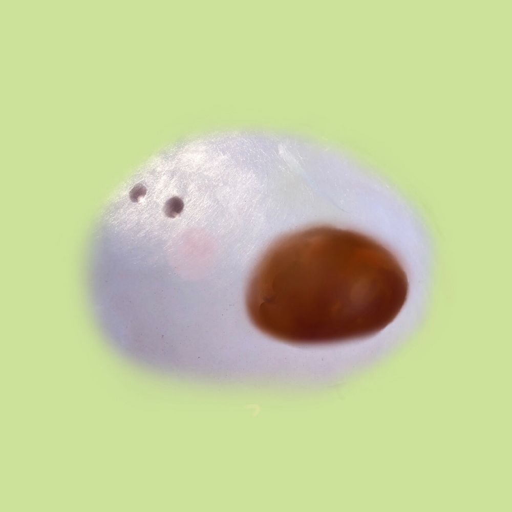 つぶ