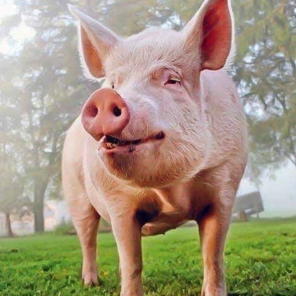 Esther the Wonder Pig