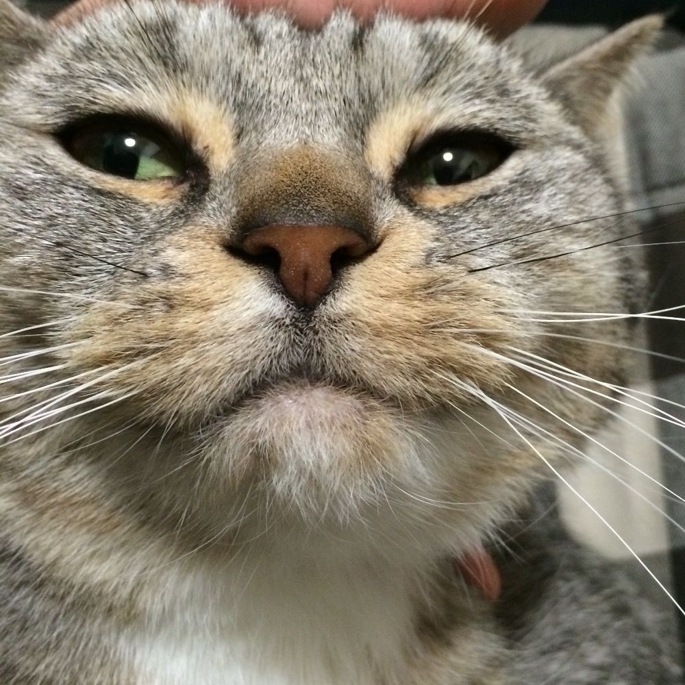 縞模様