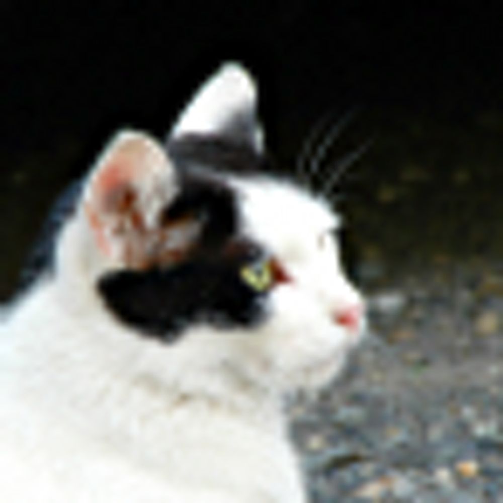 alley-cats