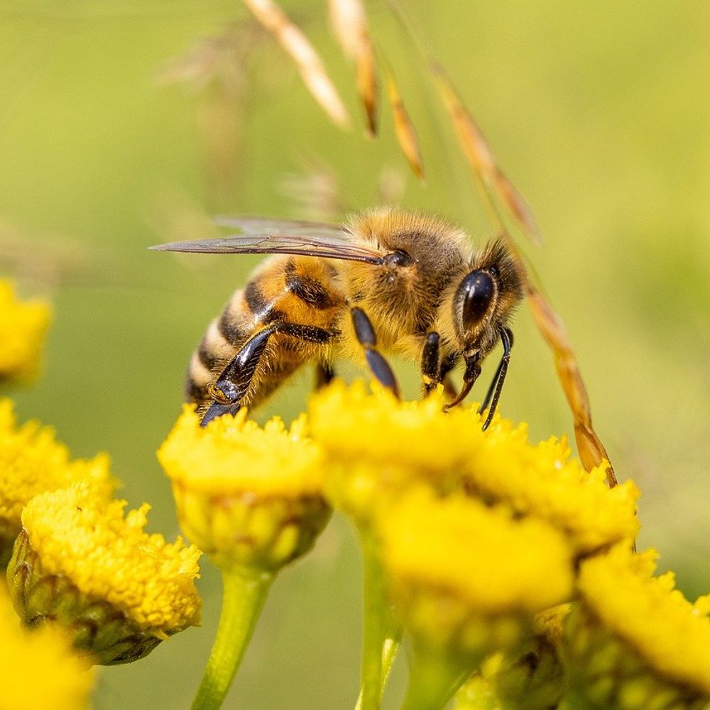 2,000,000 Angry Bees