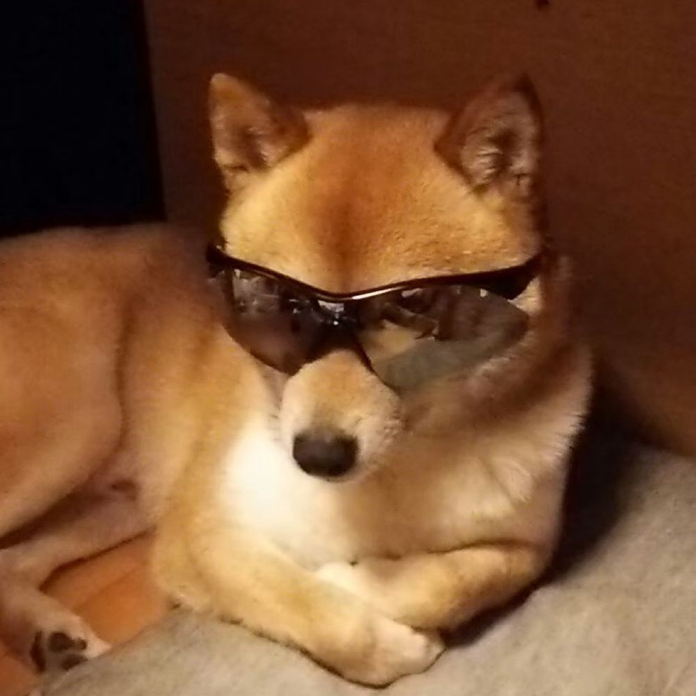 パパ美でーす