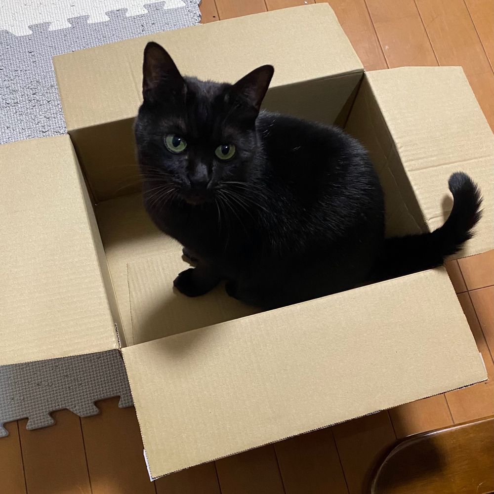猫