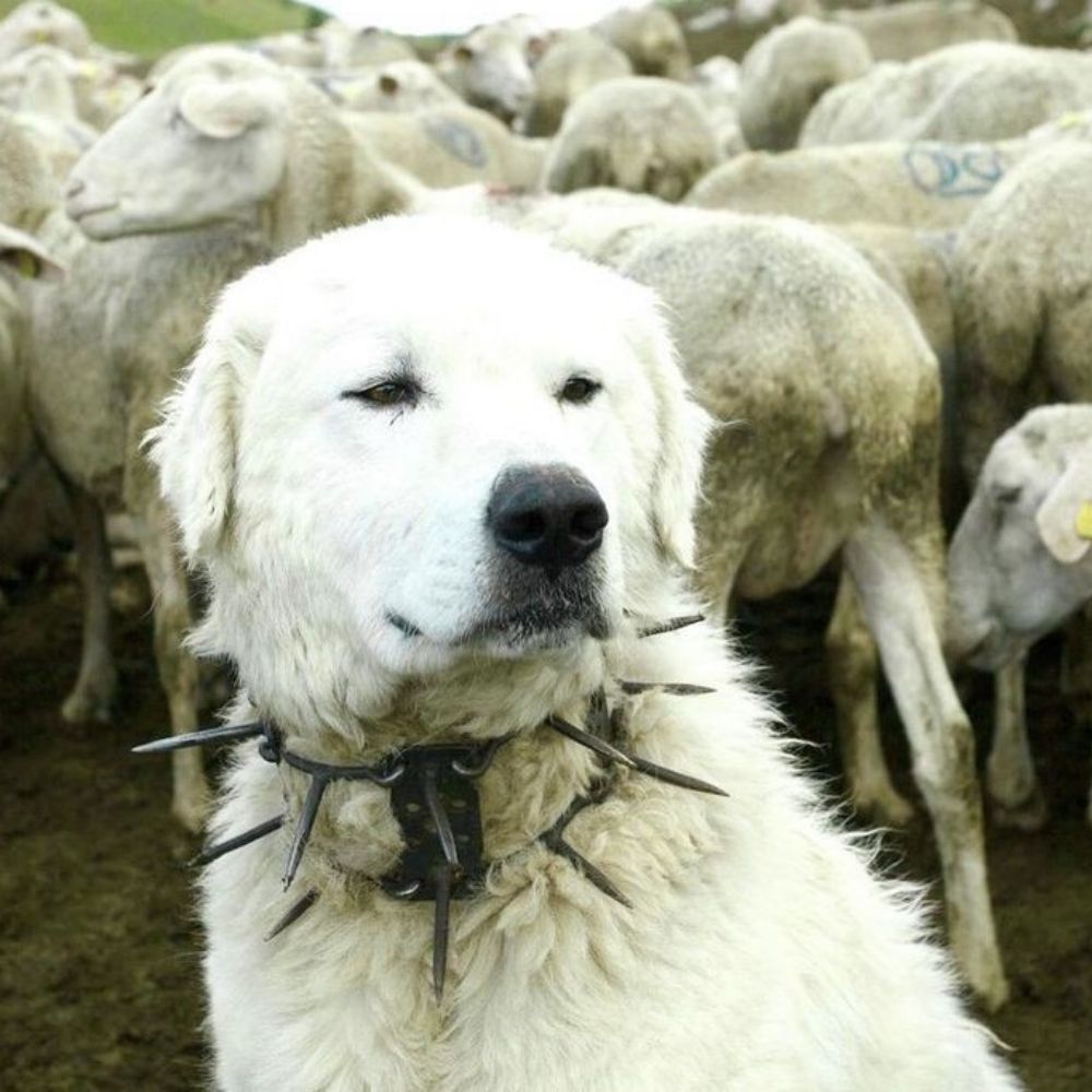 seb . mutt