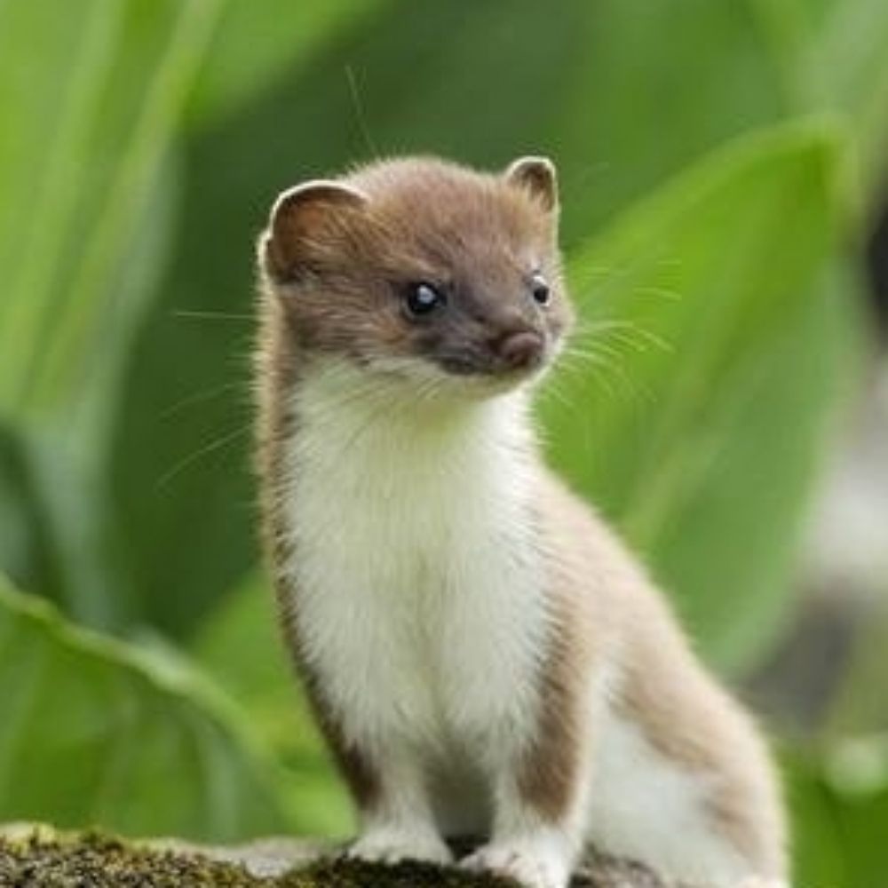 Stoat