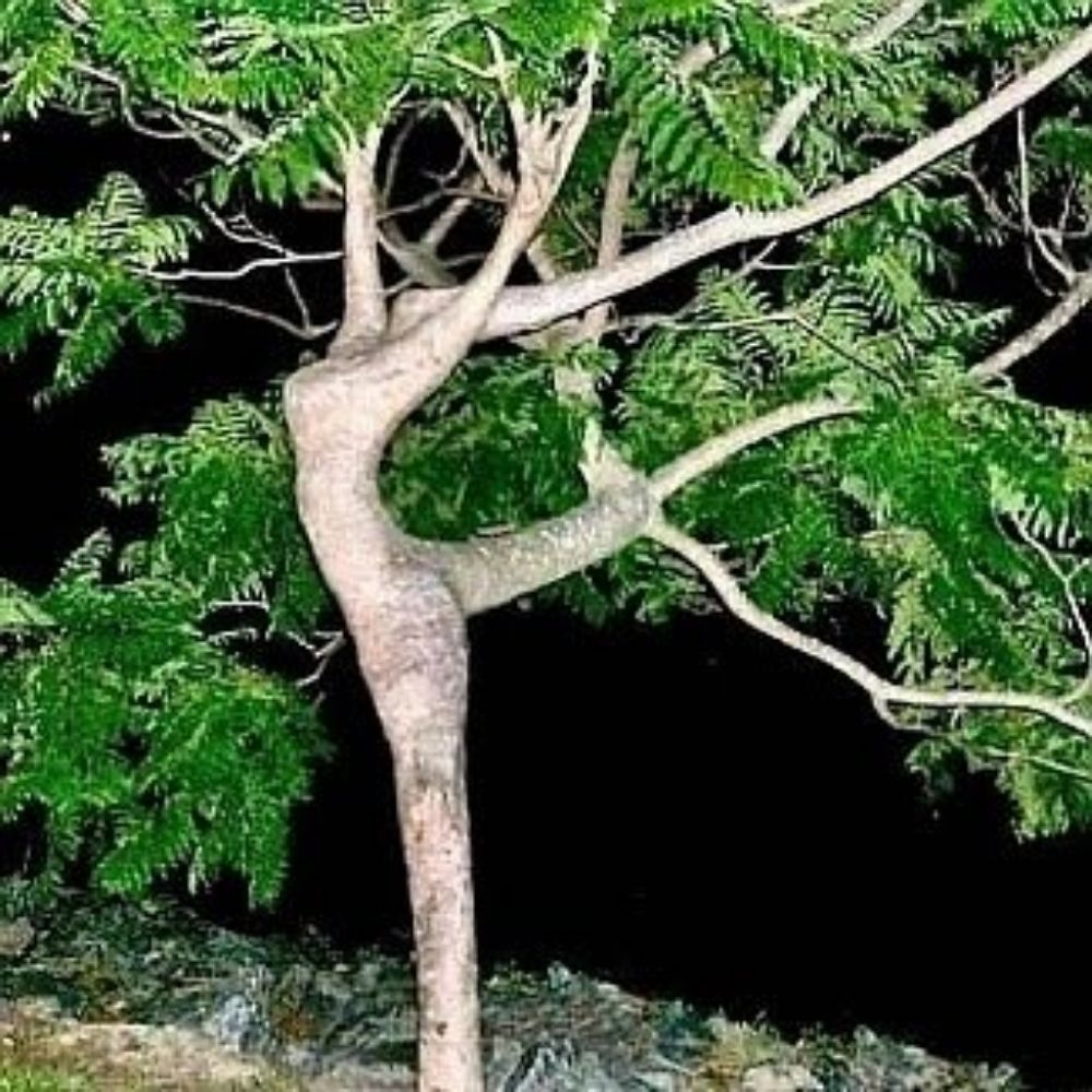 TreeHugginVamp