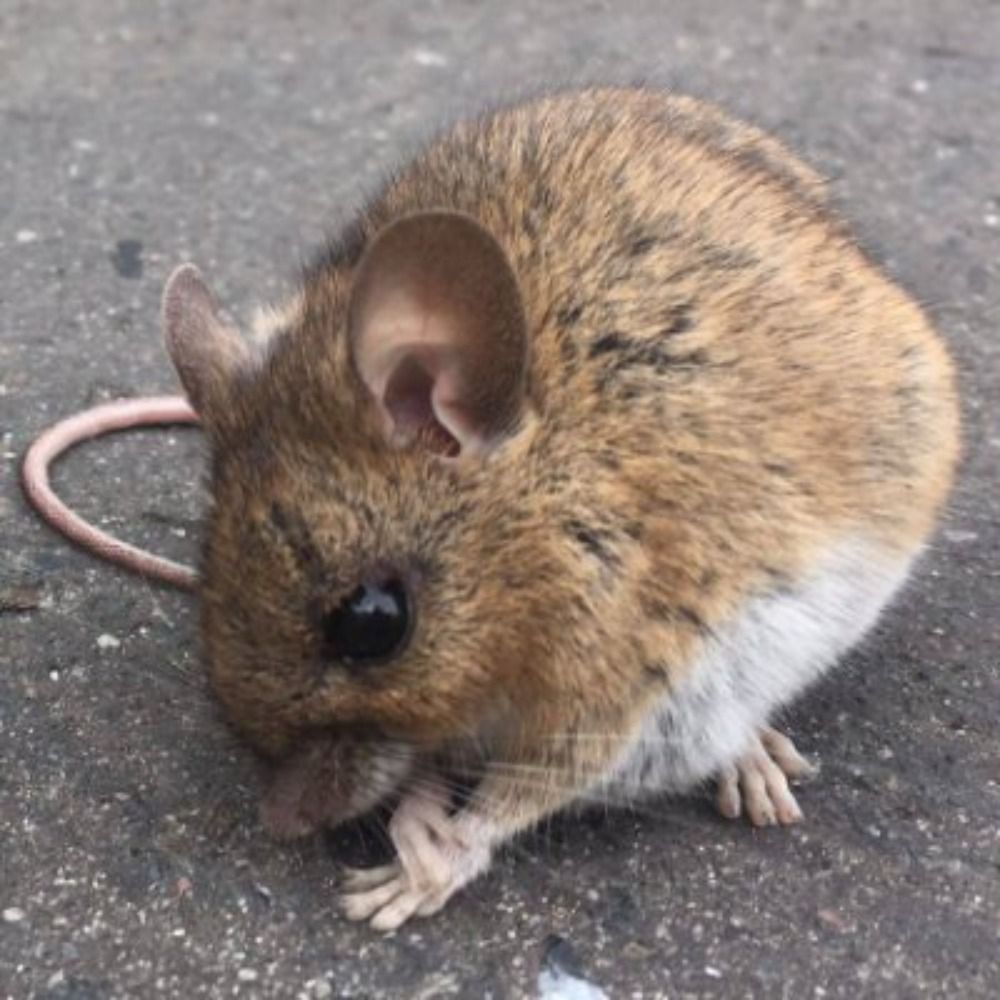 Konstimaus
