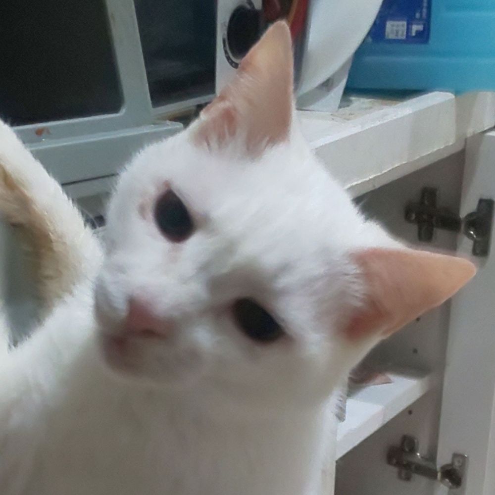 秀真