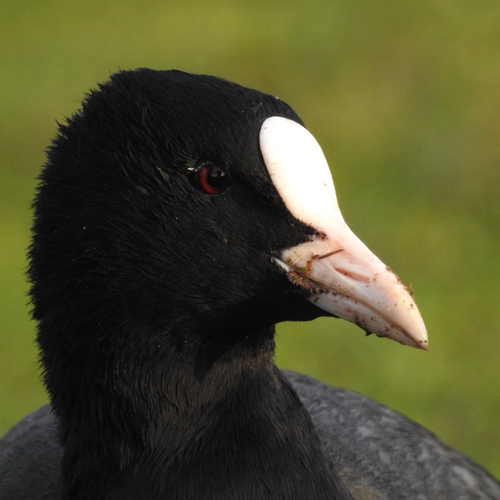 AlfieBirder