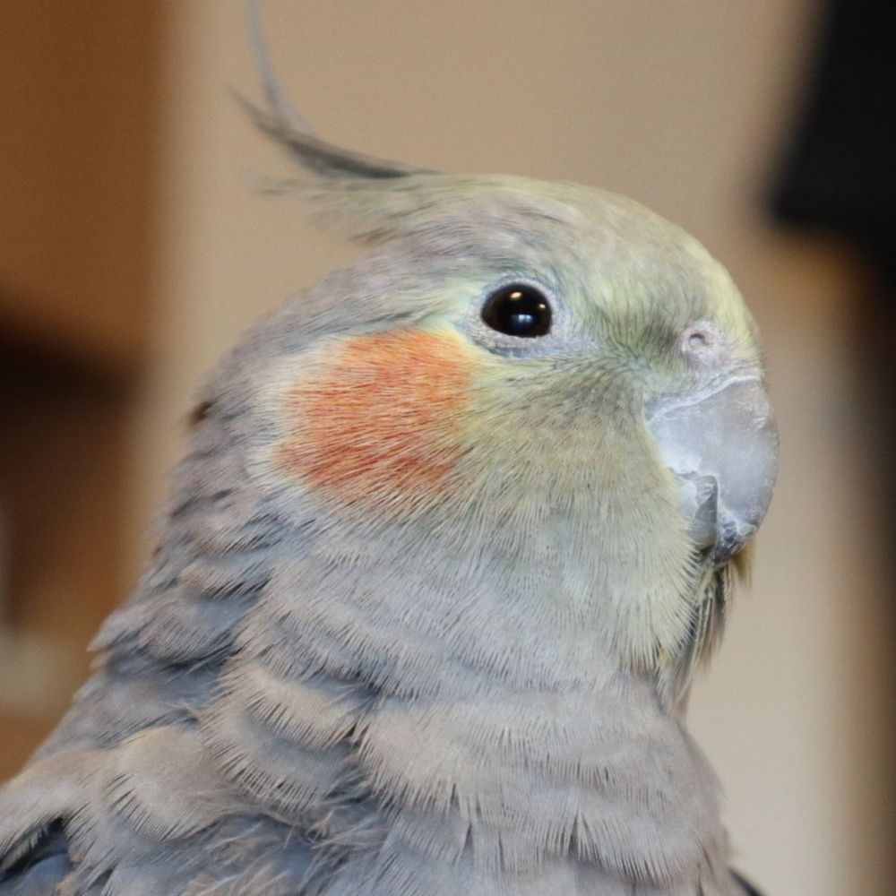 こむぎこ