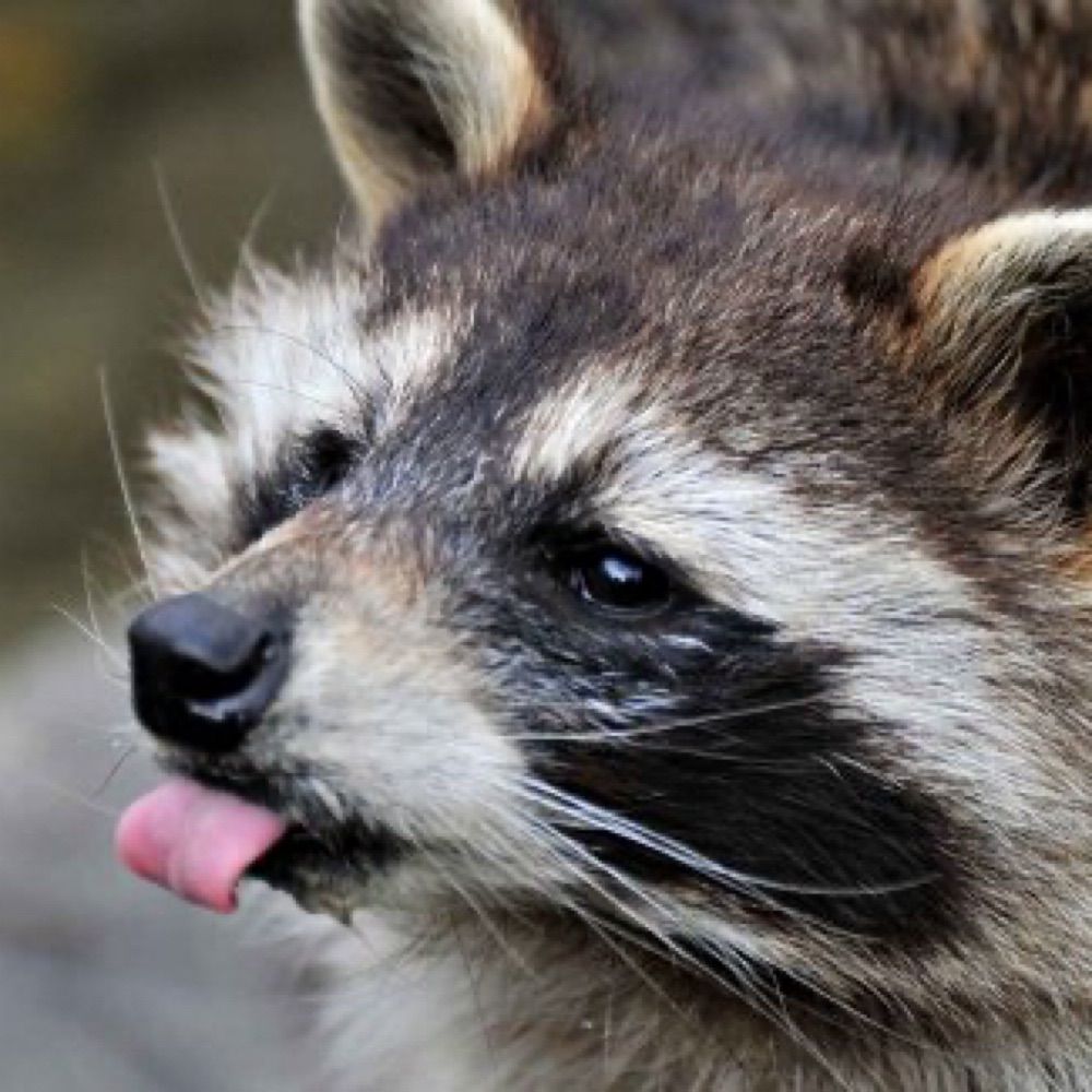 SleepyRacoon