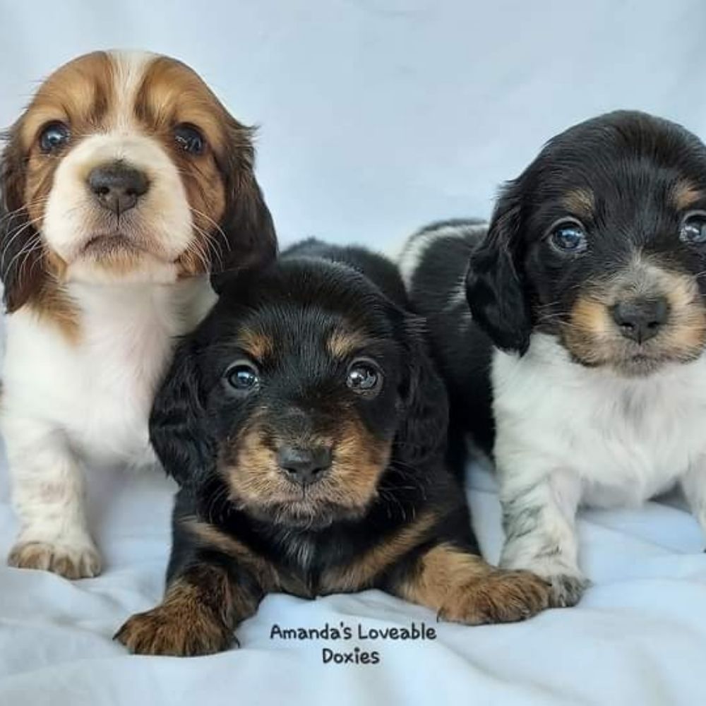 Amanda's Loveable Doxies