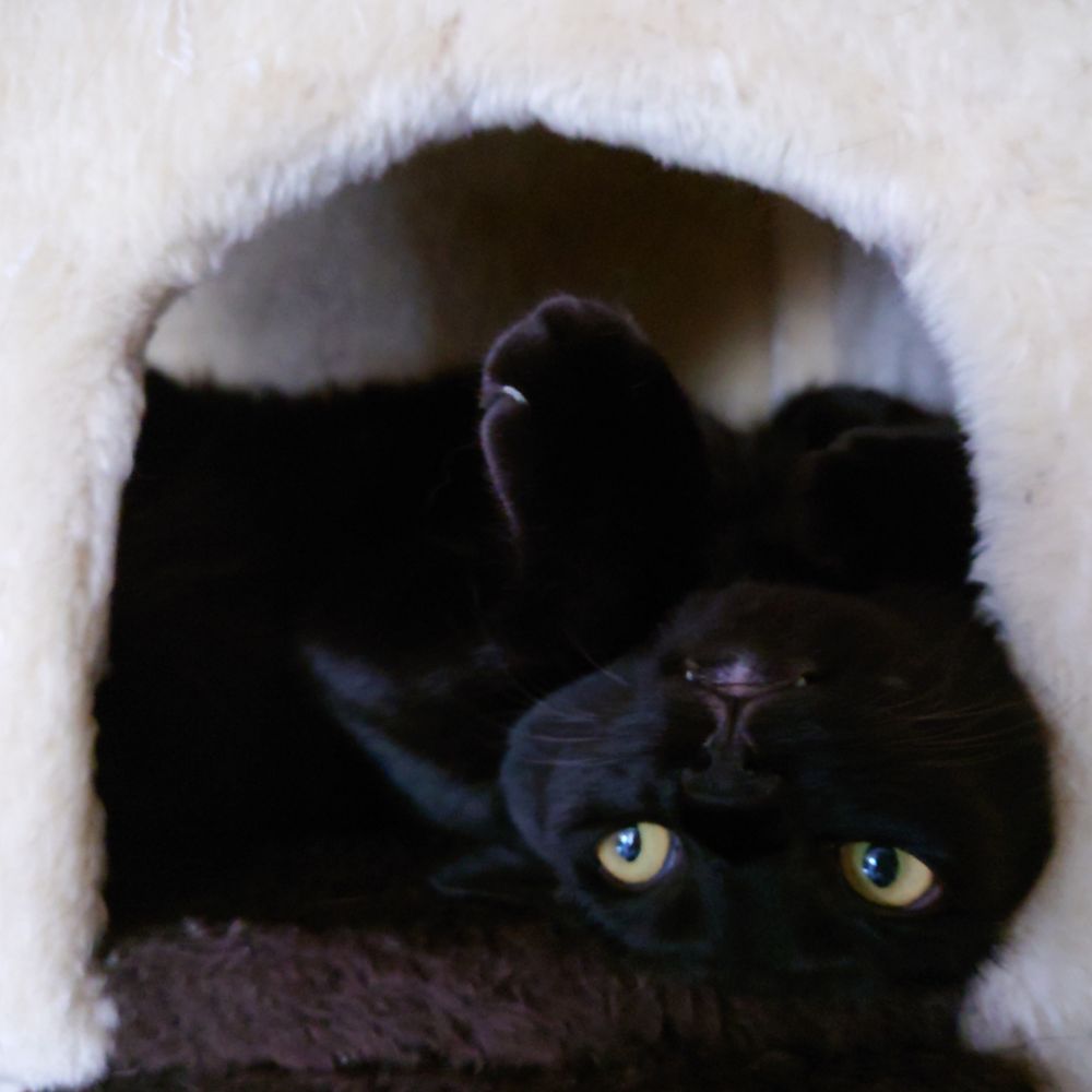 あんこ