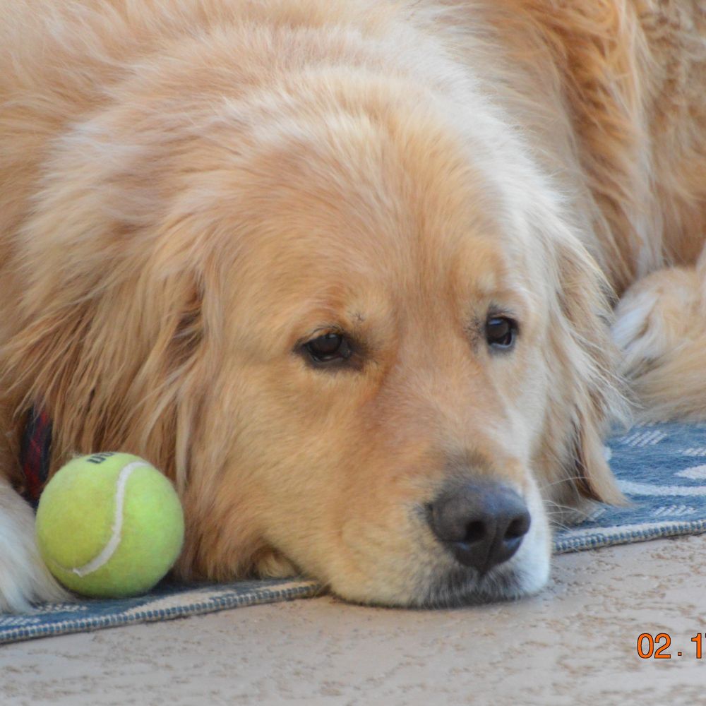 patricksgoldens.bsky.social profile picture