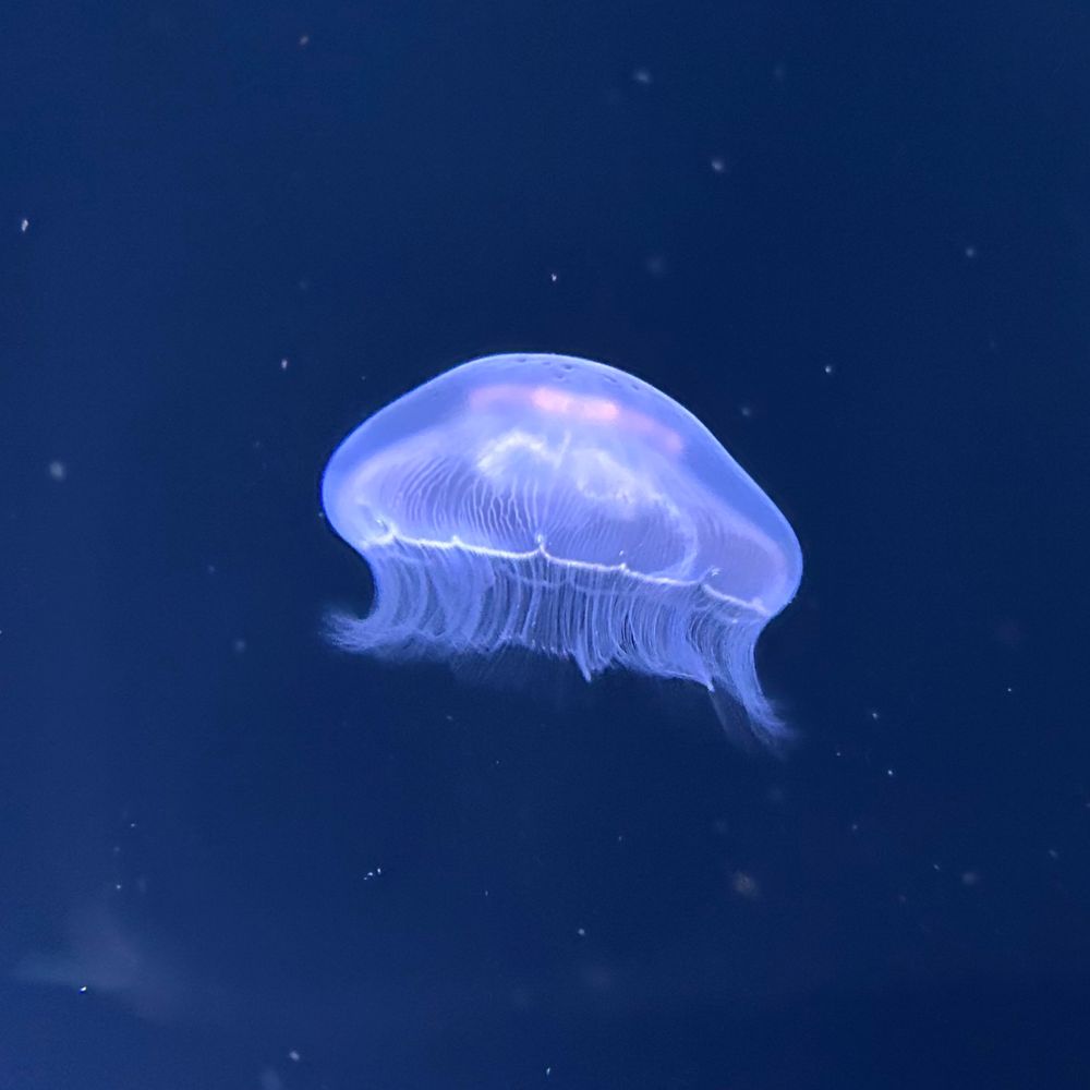 夏希
