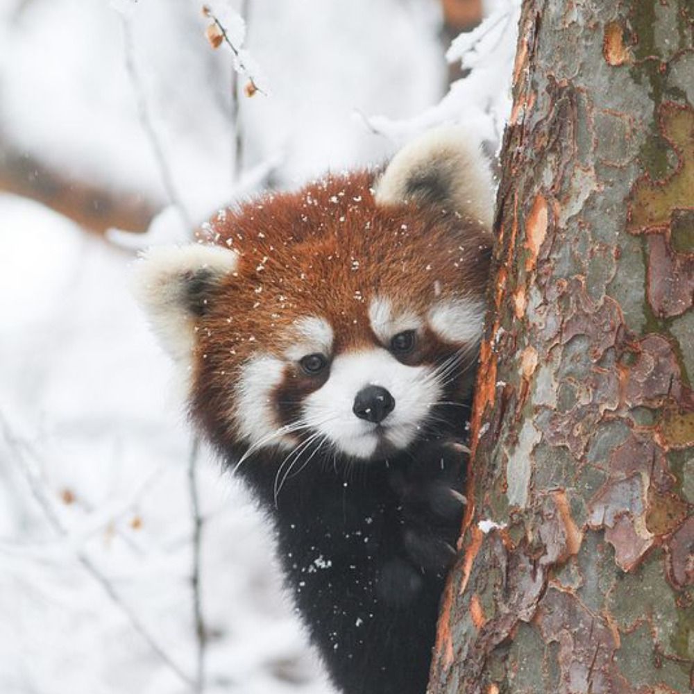 Pandouilla Roux