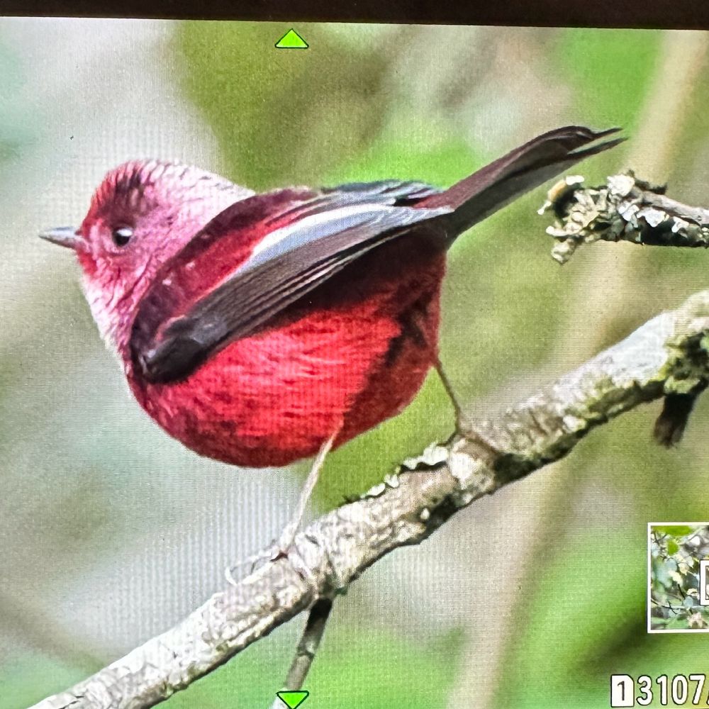 Edwardbirding