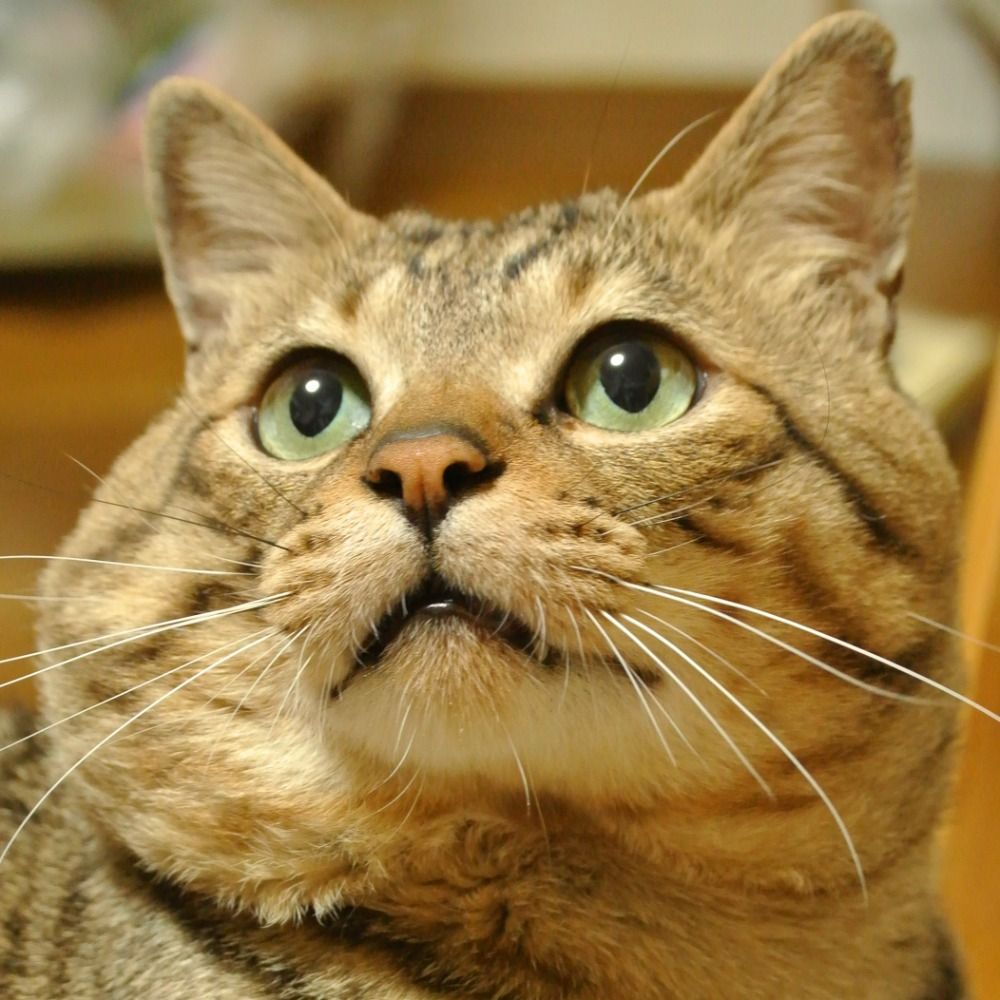 あつし