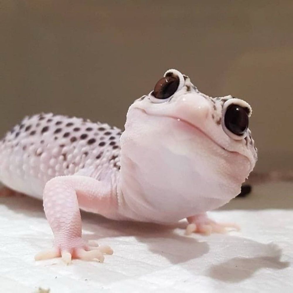 Lil