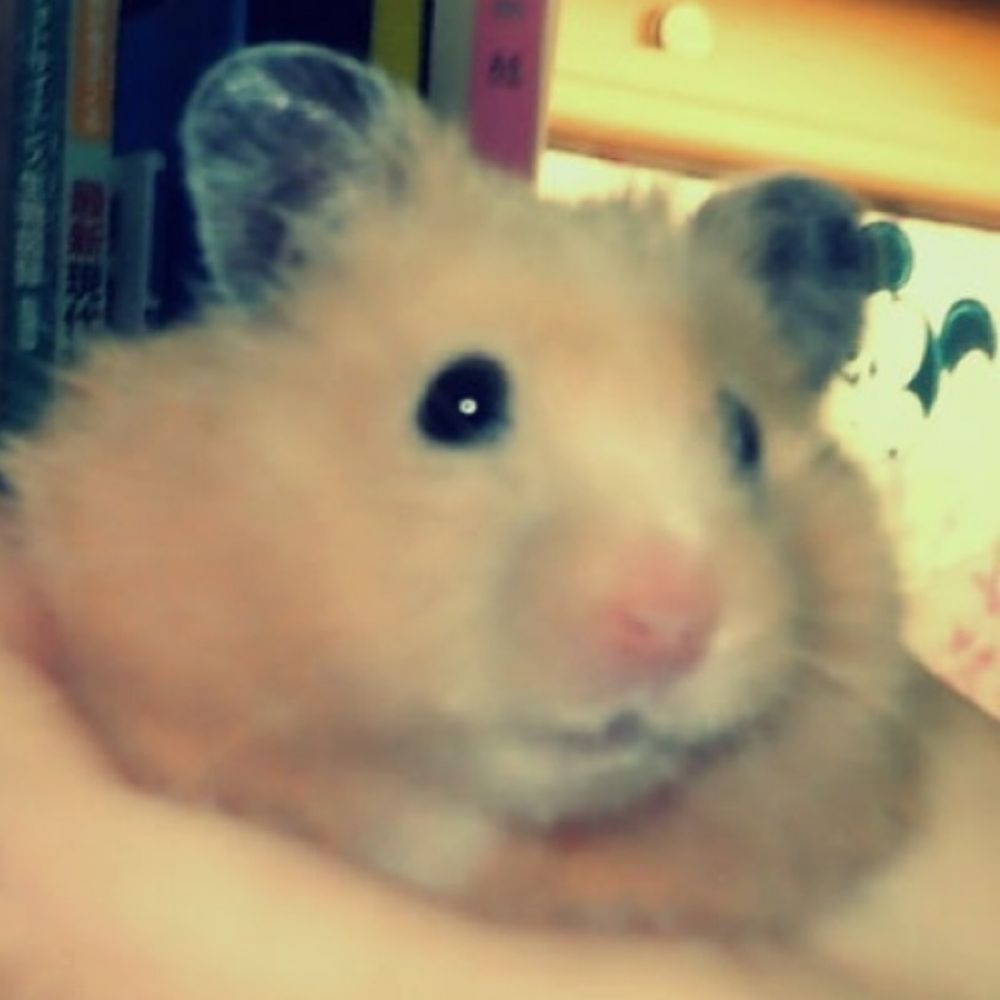 Log