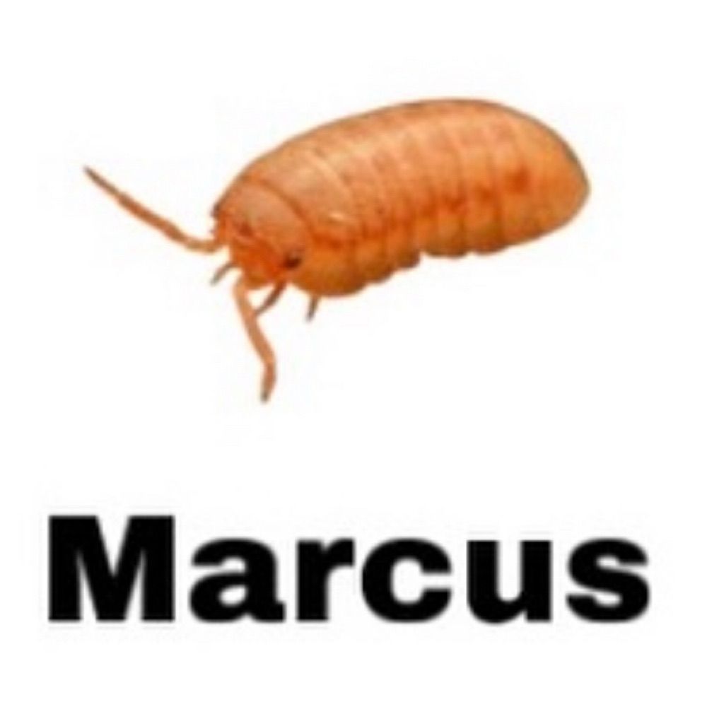shmarcus