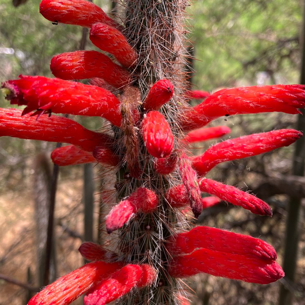 spinycactusflower.bsky.social profile picture