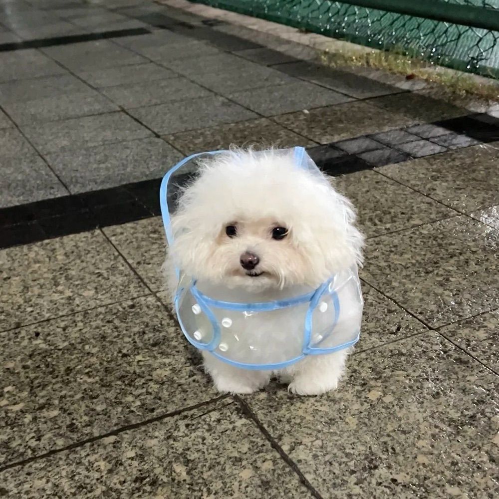 น้องบ้อท