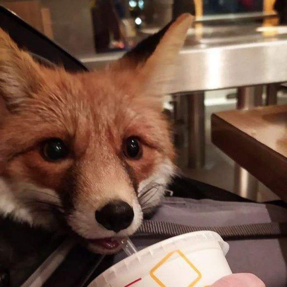 Deadeyefox