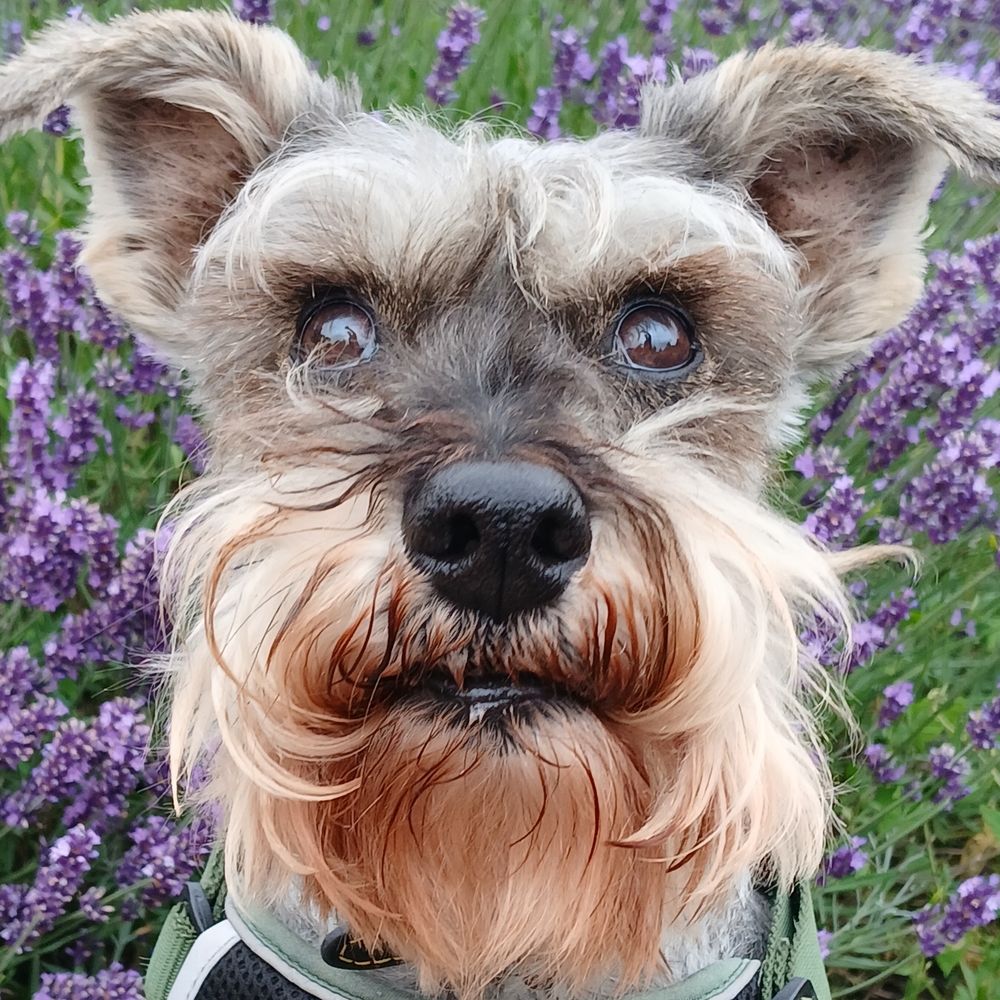 Siggy Schnauzer