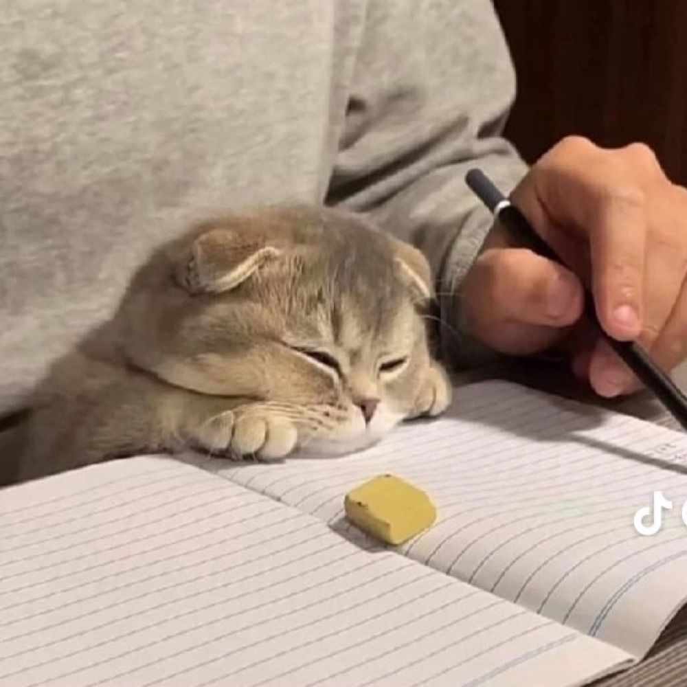 dreamsan