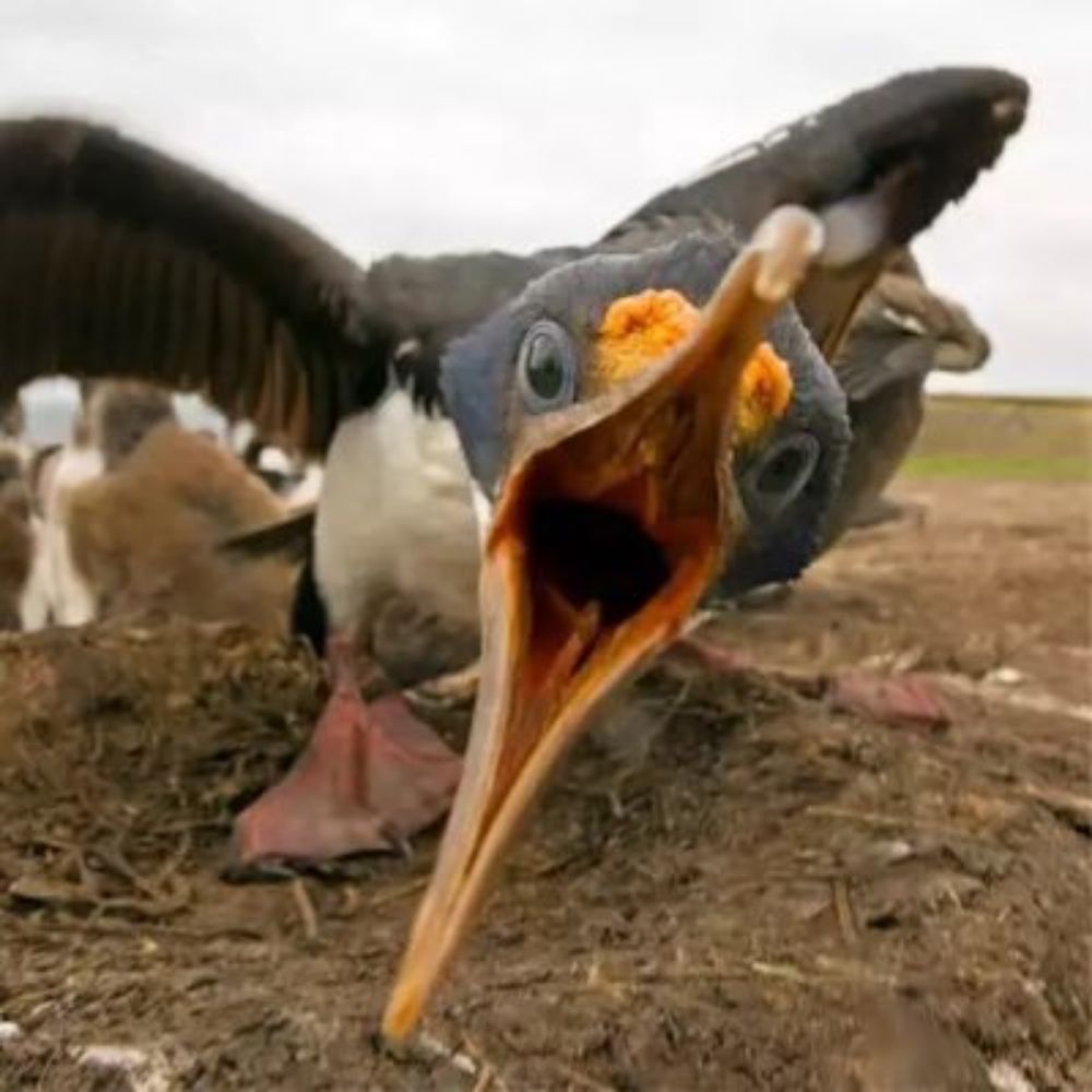 Bored Cormorants